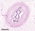 Placental allantois