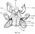 Fig. 10. Drawing of Sphenoid of a 19 mm Embryo