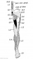 Fig. 241. Flexor Aspect of the Lower Limb showing the Sensory Distribution of the Segmental or Spinal nerves.