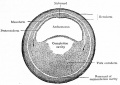 Fig. 32. Transverse section of embryo of frog (Rana fusca).