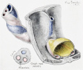 Fig. 20 gives a cross-section of the cord in an embryo 12.0 cm long.