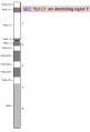 Human Y chromosome showing SRY gene. Existing website image.