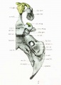 Skull - Right half base of cartilaginous skull.