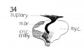 Fig. 34 Graphic reconstruction of motor branch of superior laryngeal nerve