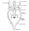 Fate of the aortic arches of the frog embryo