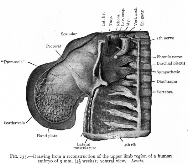 Myotomes Upper Limb