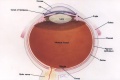 Z3370664 Basic anatomy of the eye. Image duplicates earlier black and white cartoon without adding anything to the project. One or the other image with better summary text would have been ideal.