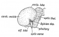 Fig. 174. Lateral Aspect of the Cerebral Hemisphere during the 2nd month.