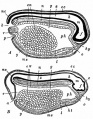 Fig. 37. Median sagittal sections of frog larvae.