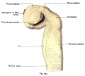 The neural tube is shown after removal of all of the ectoderm and ventral organs, such as heart, gut tube, etc. The primary optic vesicle forms a slightly flattened hollow protrusion on the forebrain.