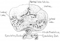Fig. 6. Human Fetus 19 cm