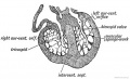 Fig.199. Section of the Ventricles of the Foetal Heart, showing the Muscular Sponge Work within their Cavities.