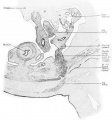 Fig. 635 Transverse section human embryo 26 mm