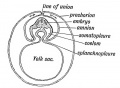 Fig. 72. Showing the folds of the somatopleure uniting over the embryo and becoming demarcated into Amnion and Prechorion.