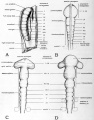 Fig. 20. Diagrams to show the neuromeric enlargements in the brain region of the neural tube