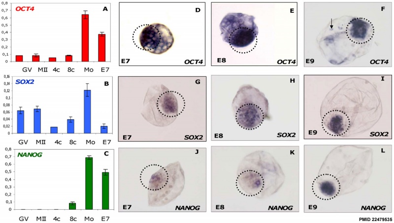 File:Bovine stem cell marker expression 01.jpg