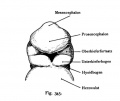 Fig. 345. Mouth opening and its boundary in a human embryo of 19-20 days
