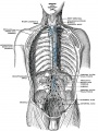 621 Lymphatics of the thorax and abdomen.