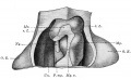 Fig. 347. The mesodermal anlage of the lungs of an embryo of 5 mm