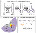 Tbx in lung and trachea Z5020373 Reference, copyright and student template included. Image relevant to project, description from original figure legend.
