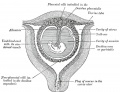 34 Uterus in the third and fourth month