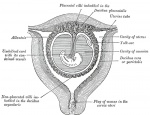 uterus decidua