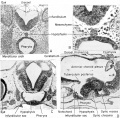 Development of the pituitary gland of the frog