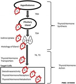 Thyroid signaling - endocrine-disrupting chemicals.jpg