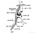 Keith 1902 Fig. 189. Diagram of the Remnants of the Umbilical Vein in the Adult