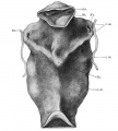 Fig 316 Pharynx of the embryo Hah
