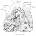 Fig. 7. Human Fetus 27 cm