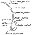 Fig. 105. A diagram of the Processus Vaginalis.
