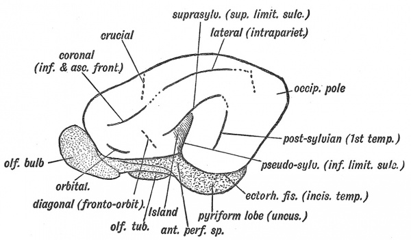 Fig. 125 The Fissures on the Lateral Aspect of a typical Mammalian Brain.