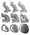 Fig. 465. Stages in the development of the lens in the rabbit embryo.