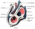 Fig. 531. Heart included in the pericardium of a human embryo of 7.5 mm body length
