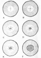 Fig. 5. Surface aspect of blastoderm at various stages of cleavage