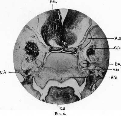 Fig. 6. photomicrograph of a 19 mm. embryo