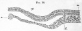 Fig. 19. Transverse section prior to formation of medullary groove and notochord.