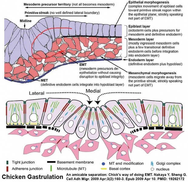 File:Chicken-gastrulation.jpg