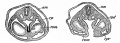 Fig. 291. Transverse sections of a rabbit embryo Showing how the omphalomesenteric veins (vom) push outward across the ccelom and fuse with the lateral body wall.
