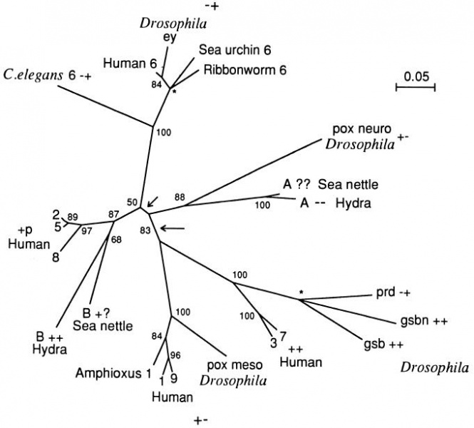 File:Phylogenetic tree of Pax genes.jpg