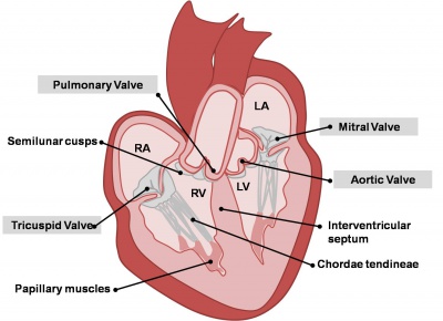 Adult Heart Valves.jpg