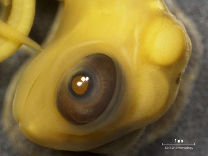 File:Lizard embryo 11.jpg