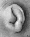 Fig. 41. Embryo No. 218, 62.5 mm. (R.)