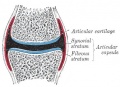 Synovial joint showing cartilage