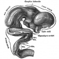 652 Human Embryo Brain (week 5 exterior view)