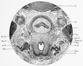 Fig 330 Laryngeal region embryo Nat2