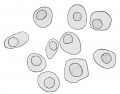 Fig. 367. Outlines of erythrocytes of a human embryo of 8 mm