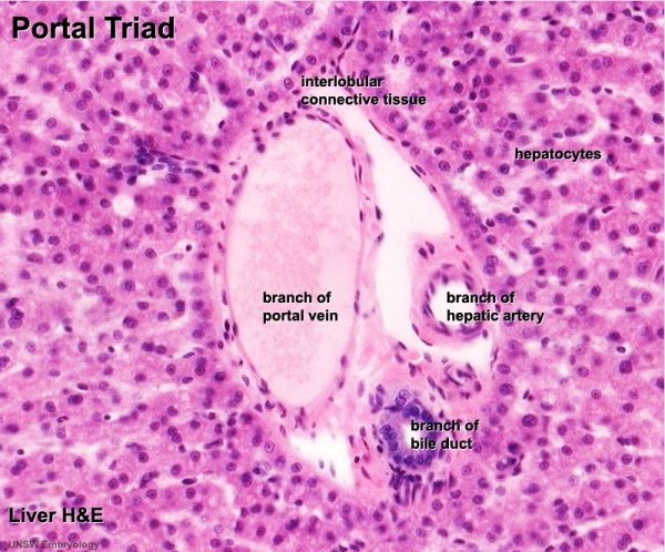 hepatic triad