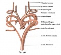 Fig. 538. Arteries in mammals and humans from the Aortic Arch